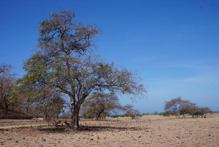 Savanah-Taman-Nasional-Baluran