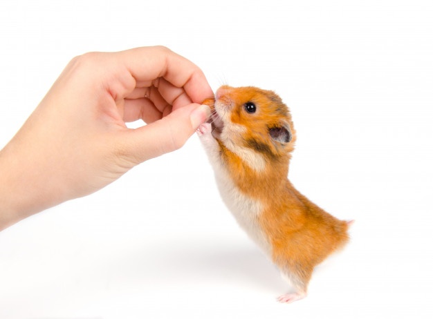 Hewan Peliharaan Hamster