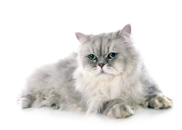 Hewan peliharaan Kucing Persia