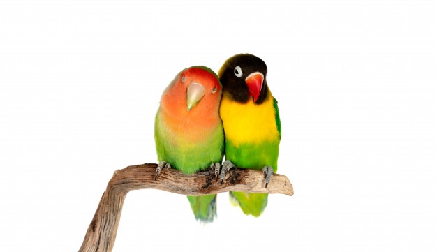 Hewan Peliharaan Lovebirds
