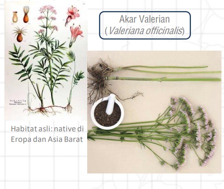 Akar Valerian