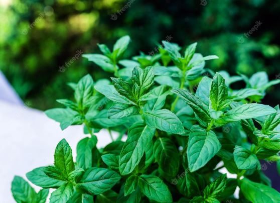 Daun Basil