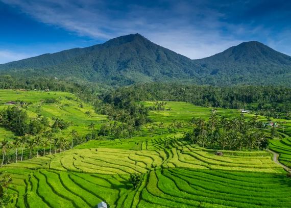 Jatiluwih Rice Terrace Bali