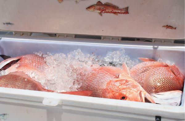Olahan Ikan Kakak Merah